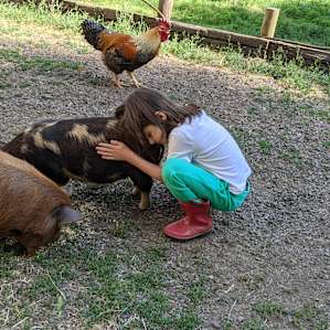 We loved those cute New Zealand pigs.