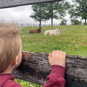 My three year old grandson marveling at the horses.