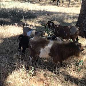 Goats visiting our campsite.