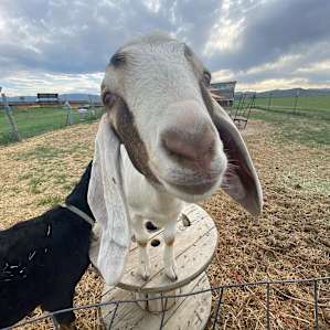 Adorable Goats!