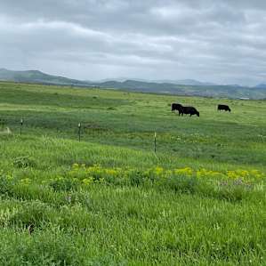 Colorado Green