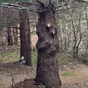 Secret Den Glamping Site