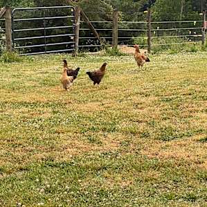 Fun watching the chickens wander.
