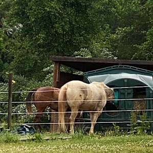 Matt took me out to meet the 3 horses.