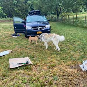 My dog Olaf became good friends with the farm dog, Bradley.
