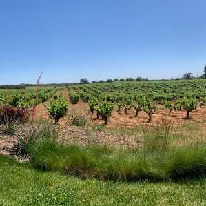 Sierra Foothills AVA wineries less than 90 minutes drive away.