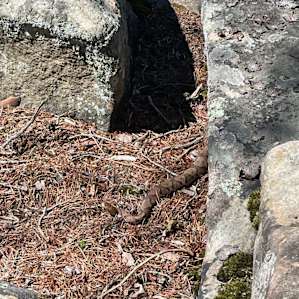 Keep your eyes peeled for copperheads!