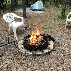 Unplug In a Pine Forest!