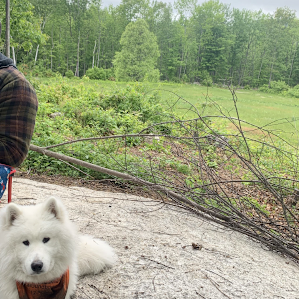 Dog Friendly Field + Woods!