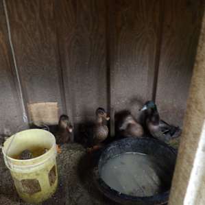 Green Street Family Farm