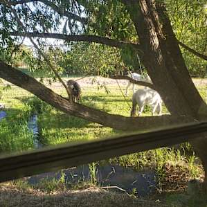 Glamping on the Farmstead