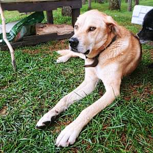 Stetson chilling in camp