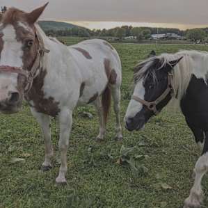 Crosspatch Horse Ranch