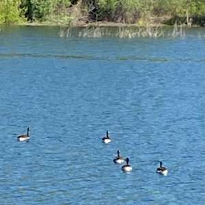 A13 - Waterfront at Finnon Lake