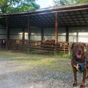 Horse Farm Camping