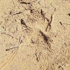 Southwest Sage and Pinon Pine