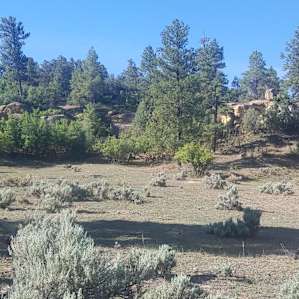 Southwest Sage and Pinon Pine