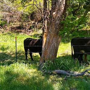 We heard cows mooing in the distance the whole time, no complaints we love cows.