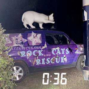 Camp with rescue cats