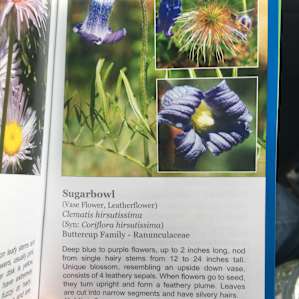 Saw some of these around the site, gorgeous and hadn’t seen these flowers before