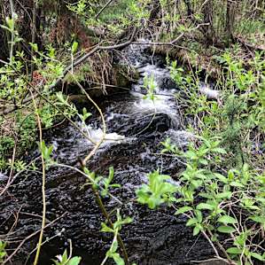 The bubbling brook near the campground.