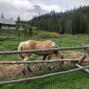 The horses arrived just as I was leaving. So beautiful!