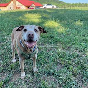 My friendly old man dog enjoying the beautiful scenery! He was so welcome around the winery