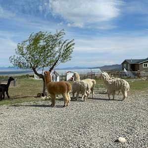 Alpaca Rescue Farm- RV Camping