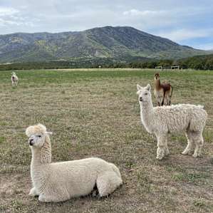 Alpaca Rescue Farm- RV Camping