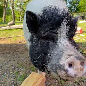 Pig friend ❤️