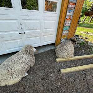 Some very vocal sheep