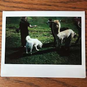 Starcraft Creekside - alpaca camp!