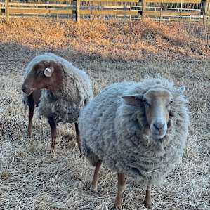 The sheep greeted us hello upon arrival