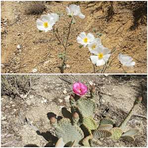 Wildflowers along the trail