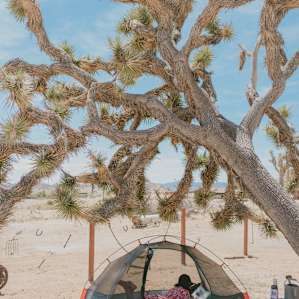 Shaded area under the Joshua Tree.