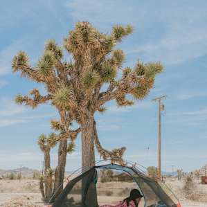 There's a little bit of shade provided by the Joshua Tree.