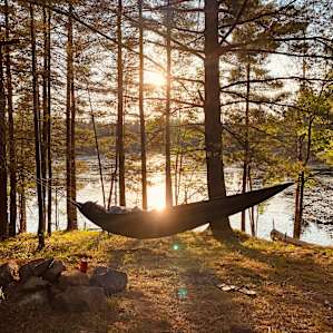 Pine Solitude!