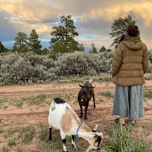 Harvey @ The Little Goat Outpost