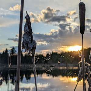 Peaceful Wilderness