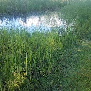 Beaver pond
