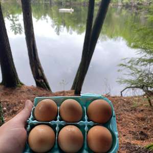 Farm fresh eggs!
