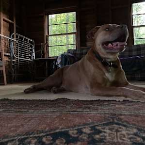 My happy dog, on our overnight adventure.