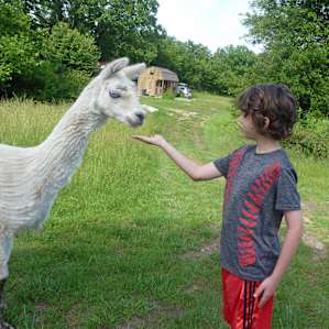 Feeding the llamas