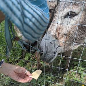 Feeding the donkeys