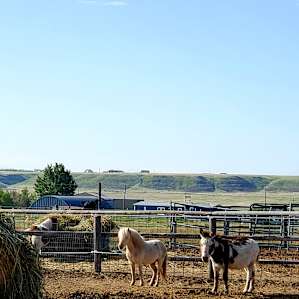 Big Sky Critter Farm