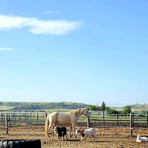 Big Sky Critter Farm