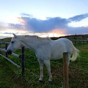 Big Sky Critter Farm