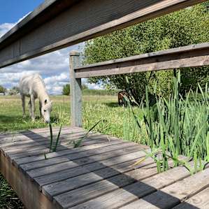 Farm Safari Bell Tent