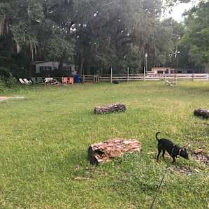 Wooded areas in a horse pasture