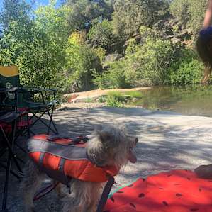 Jock enjoying the River